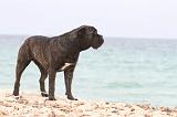 CANE CORSO 607